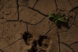 Terreni colpiti dalla siccità in Cina