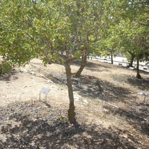 Vasiuta Wegrzynowska