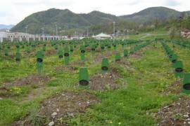 Srebrenica, memoriale del genocidio (foto di Dans-eng)