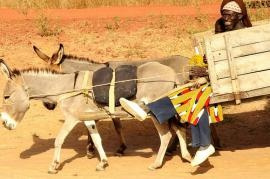 Mali, un popolo dedito alla pastorizia (foto di CGIAR Climate)